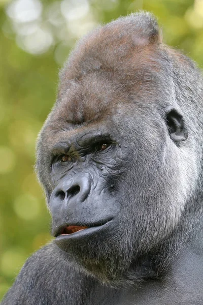 Gorilla-Männchen — Stockfoto