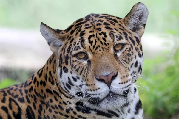 Jaguar salvaje animal — Foto de Stock