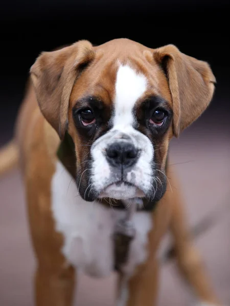 Cute Boxer chien — Photo