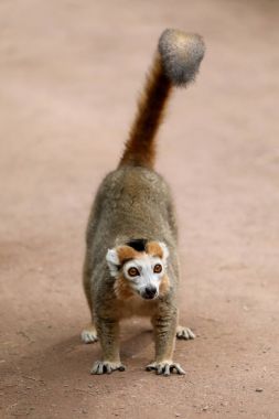 Crowned lemur at nature, close up view  clipart