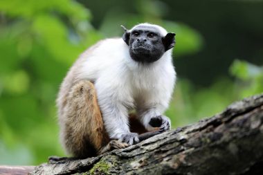 Doğa, alaca pembe maymun görünümü kapatın