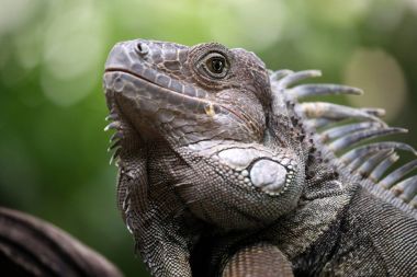 Erkek Iguana yakın çekim