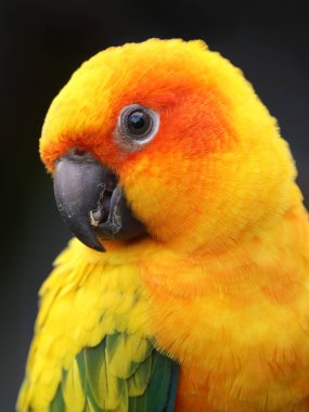 Güneş parakeets vahşi doğada 