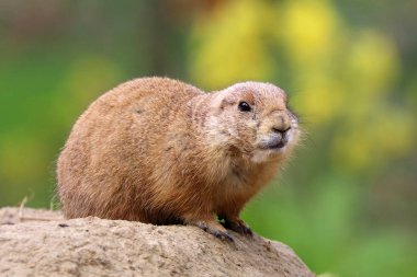 Çayır köpeği'ni hayvan doğa ortamlarında