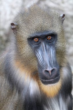 Genç Mandrill'di, doğa, görünümü kapatın