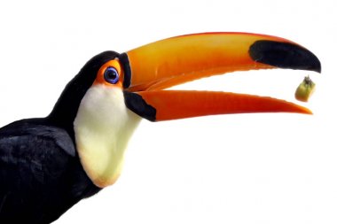 Beyaz arka plan üzerinde toucan kuş