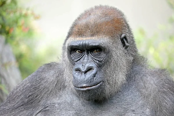 Male gorilla animal — Stock Photo, Image