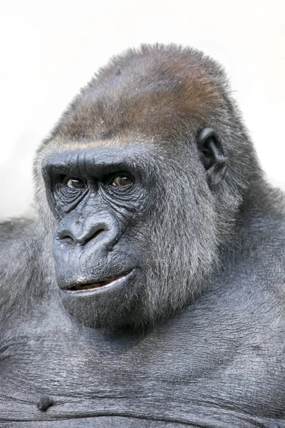 Чоловічий горила тварин — стокове фото