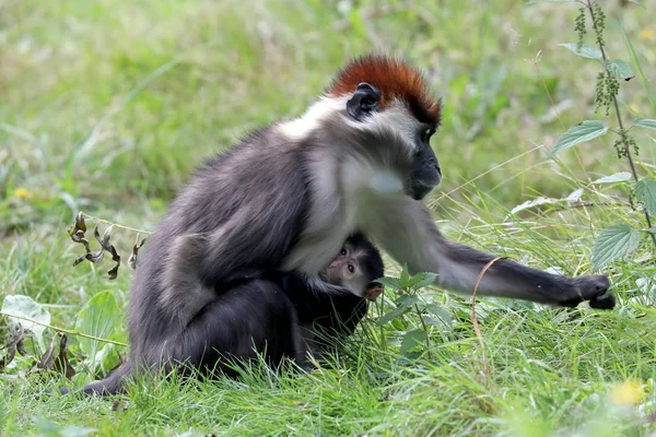 Yeşil Çimenlerin Üzerinde Oturan Bebek Ile Mangabey — Stok fotoğraf