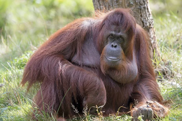 Orangutan brązowy małpa — Zdjęcie stockowe