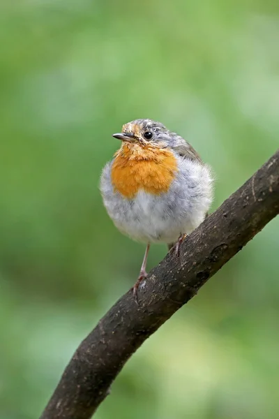 Lilla robin fågel — Stockfoto