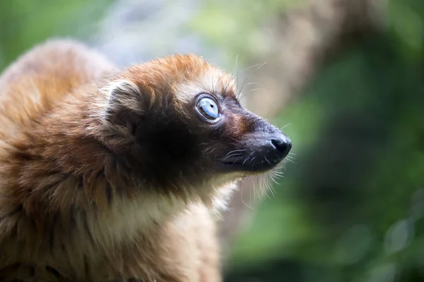 Blue eyed zwarte lemur — Stockfoto