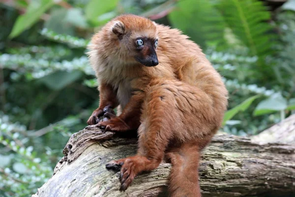 Lemure nero dagli occhi azzurri — Foto Stock