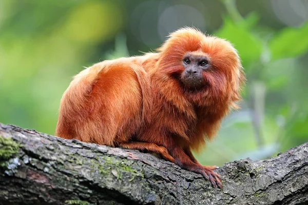 Altın Aslan tamarin adlı doğa, görünümü kapatın