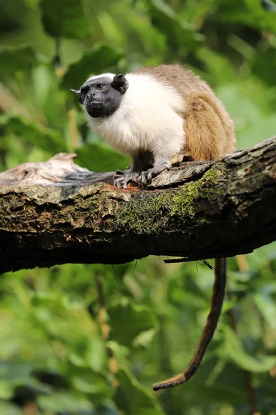 Tamarino Magico Mezzo Alla Natura Vista Vicino — Foto Stock