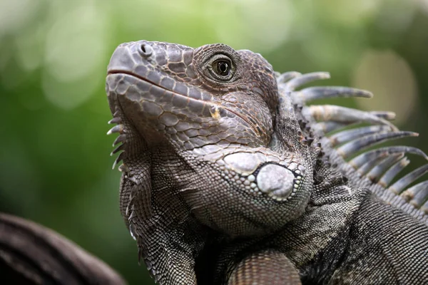 Close up of male Iguana — Stock Photo, Image