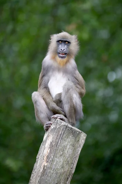 Genç Mandrill Doğa Görünümü Kapatın — Stok fotoğraf