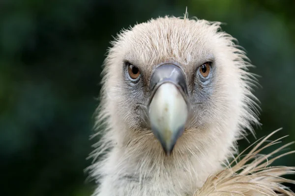Yabani akbaba kuş — Stok fotoğraf