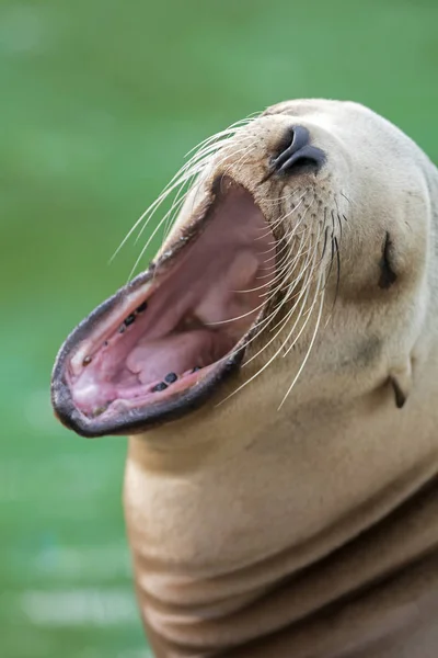 Kalifornischer Seelöwe Nahsicht — Stockfoto