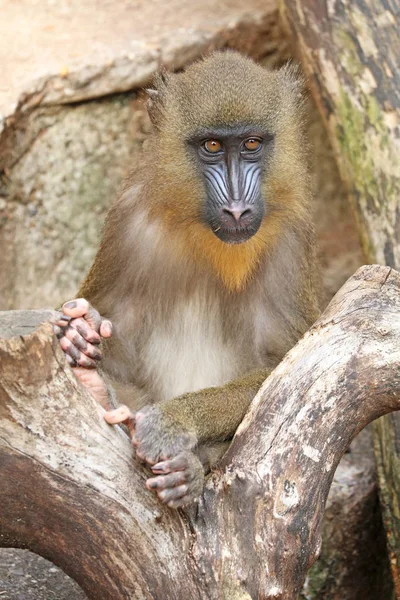 Young Mandrill Nature Close View — Stock Photo, Image