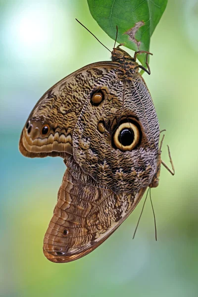 Hermosa Mariposa Árbol —  Fotos de Stock