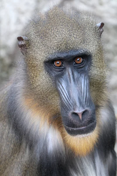 Jovem Mandrill Natureza Vista Perto — Fotografia de Stock