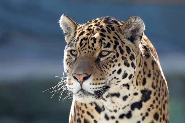 Divoké zvíře jaguár — Stock fotografie