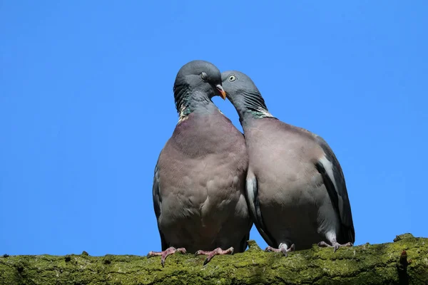 Common Wood Pigeons Sitting Branch — Stock Photo, Image