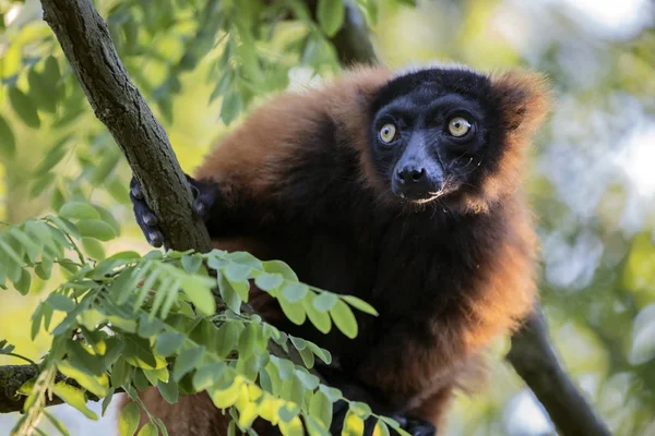 Lemure rosso in natura — Foto Stock