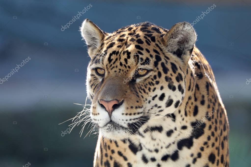 animal sauvage de jaguar — photographie ebfoto © #168642560