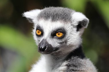 Halka kuyruklu lemur görünümünü kapat