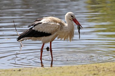 Leylek kum Plajı'nda kurbağa ile