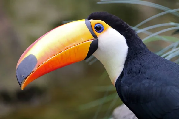 Primo piano dei bellissimi Ramphastidae — Foto Stock