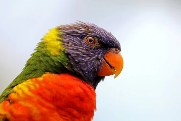 Lorikeet тропічному веселки — стокове фото