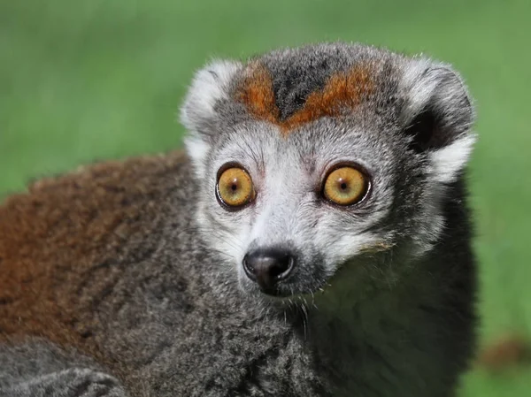 Krönt Lemur Naturen Nära Håll — Stockfoto