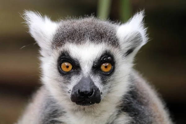 Närbild Ringsvansad Lemur — Stockfoto