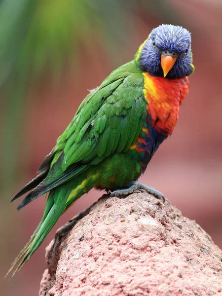 Τροπικά rainbow lorikeet — Φωτογραφία Αρχείου