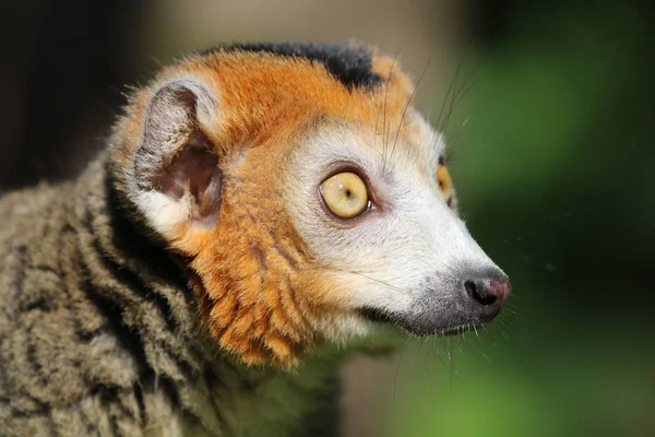 Porträtt Krönt Lemur Närbild — Stockfoto