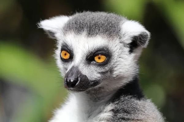 Nært Utsyn Til Ringformede Lemurer – stockfoto