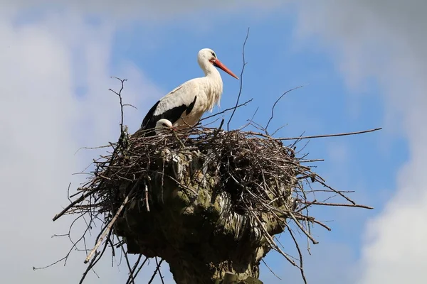 Stork Nest Blue Sky Background — Stock Photo, Image