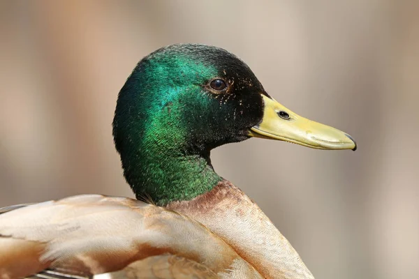 Wild Male duck in nature — Stock Photo, Image