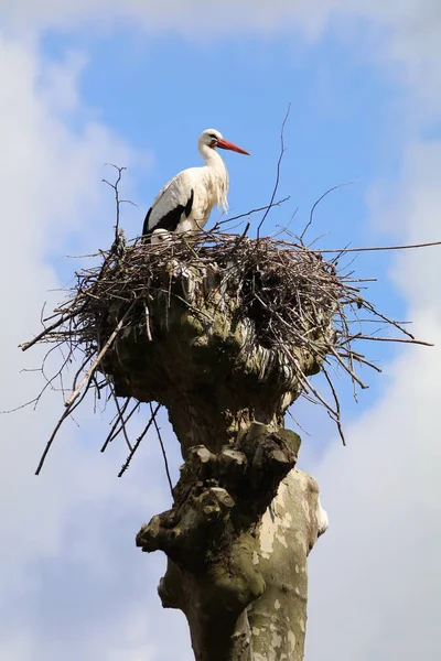 Stork Nest Blue Sky Background — Stock Photo, Image