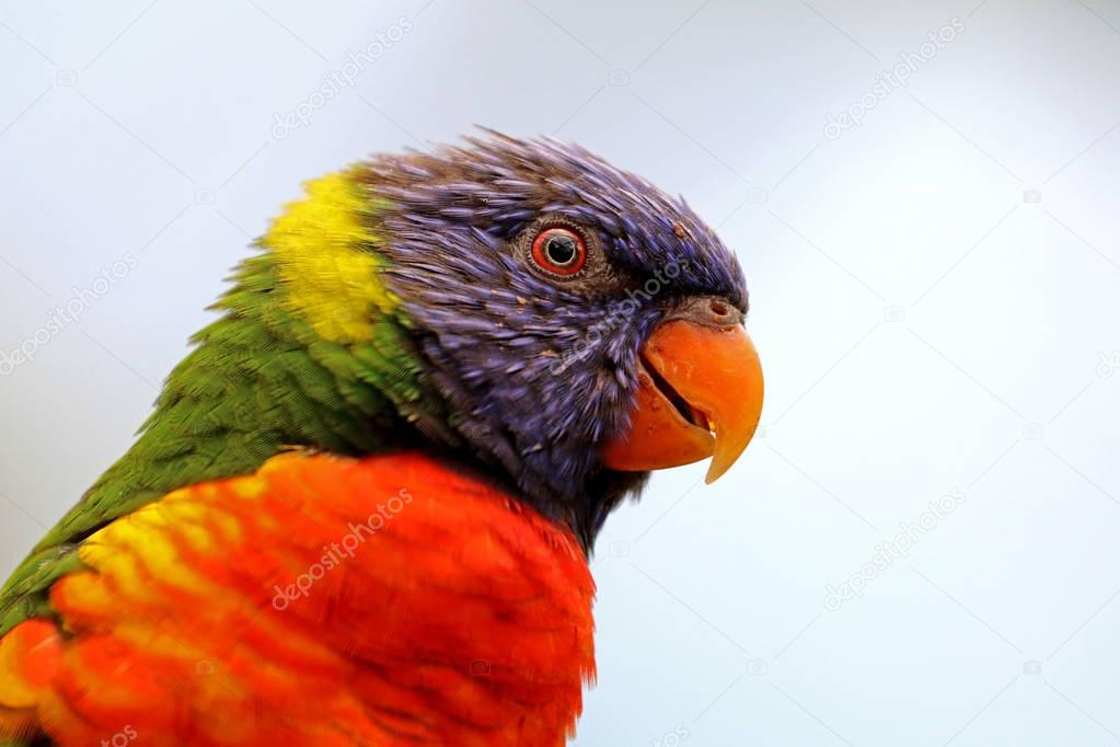 tropical rainbow lorikeet