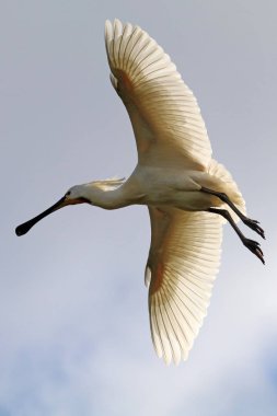 Mavi gökyüzü arka plan üzerinde bayağı kaşıkçı