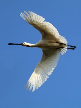 Mavi gökyüzü arka plan üzerinde bayağı kaşıkçı