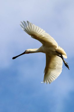 Mavi gökyüzü arka plan üzerinde bayağı kaşıkçı