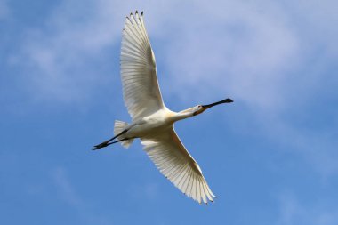 Mavi gökyüzü arka plan üzerinde bayağı kaşıkçı