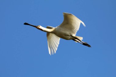 Mavi gökyüzü arka plan üzerinde bayağı kaşıkçı