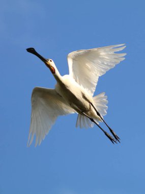 Mavi gökyüzü arka plan üzerinde bayağı kaşıkçı