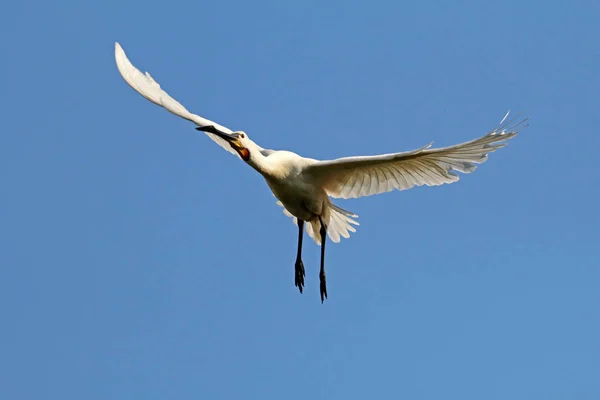 Eurasian Spoonbill Blue Sky Background — Stock Photo, Image